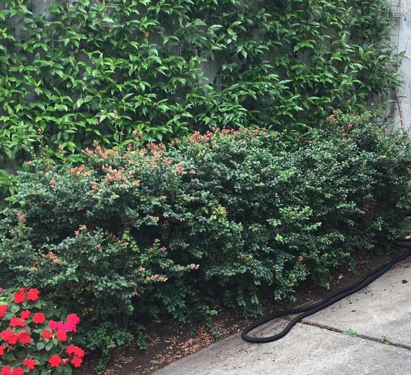 Evergreen Huckleberry Makes A Glossy Native Low Hedge