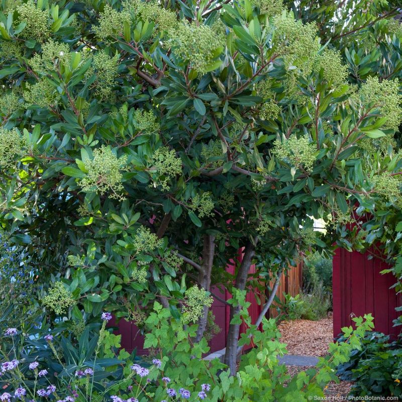 Evergreen Leaves Give Year-Round Cover