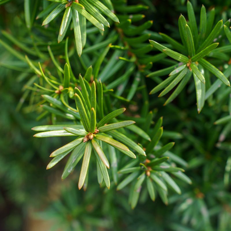 Evergreen Needles Keep Winter Beds Looking Full Evergreen Needles Keep Winter Beds Looking Full