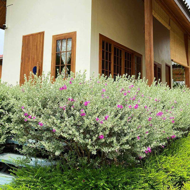 Evergreen Structure And Year-Round Beauty Evergreen Structure And Year-Round Beauty