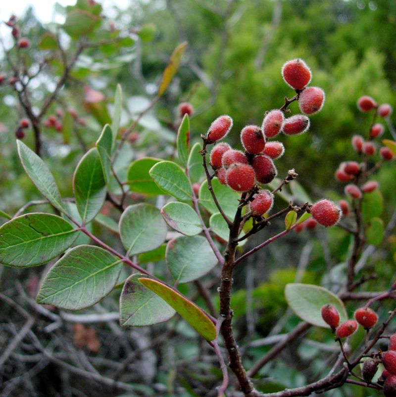 Evergreen Sumac Forms A Durable Natural Screen Evergreen Sumac Forms A Durable Natural Screen