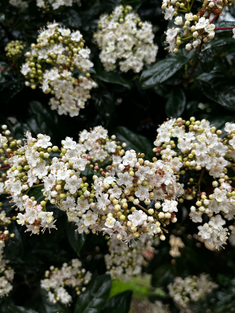Evergreen Viburnum Evergreen Viburnum
