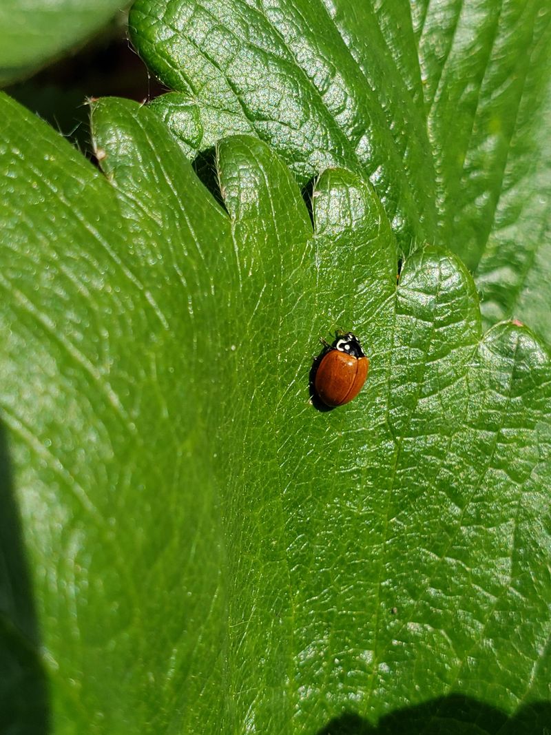 Every Bug Needs A Spray