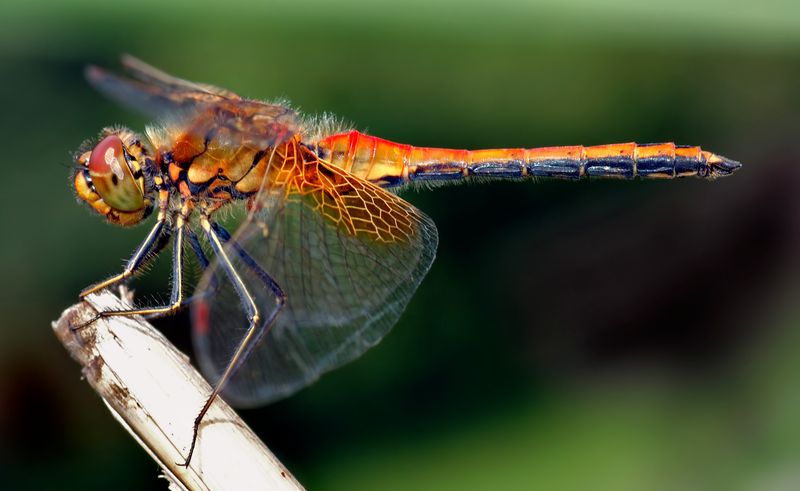 Every Dragonfly In Your Yard Traces Back To Water Somewhere Nearby