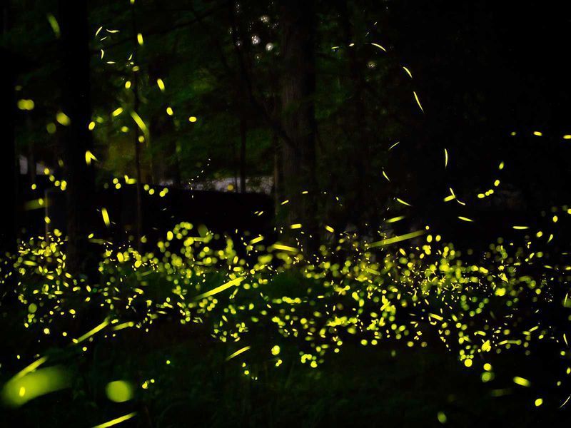 Every Flash Is Part Of A Summer Mating Signal Every Flash Is Part Of A Summer Mating Signal