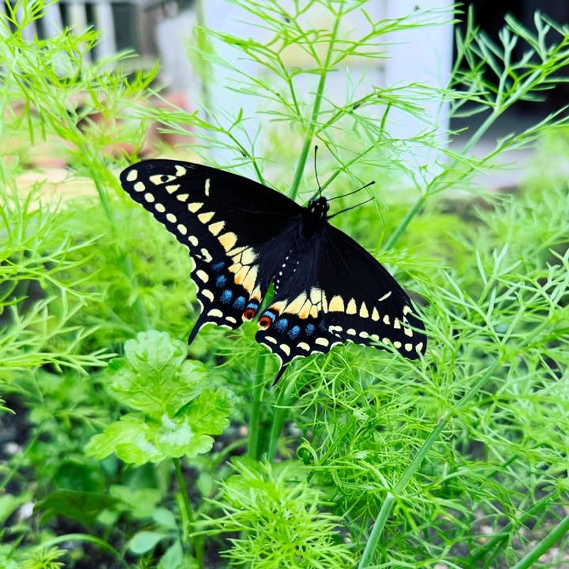 Every Flutter Points To A Working Pollinator Garden Every Flutter Points To A Working Pollinator Garden