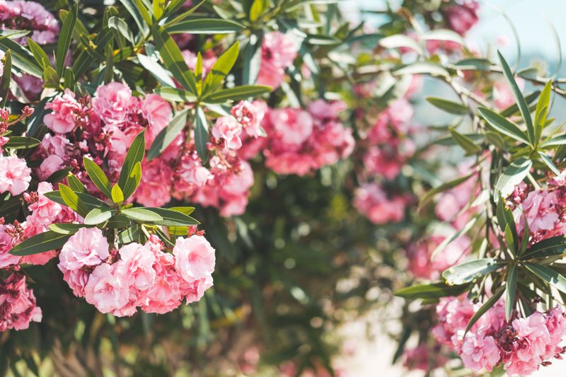 Every Part Of Oleander Carries A Toxic Warning