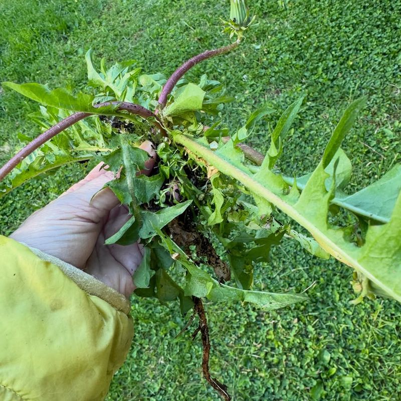 Every Part Of The Plant Is Edible