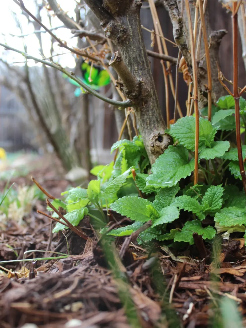 Every Plant Around It Benefits From Its Presence Every Plant Around It Benefits From Its Presence