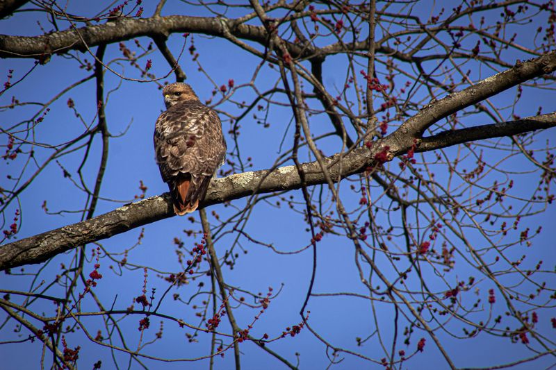 Every Tall Perch In Your Yard Is Already On Their Map