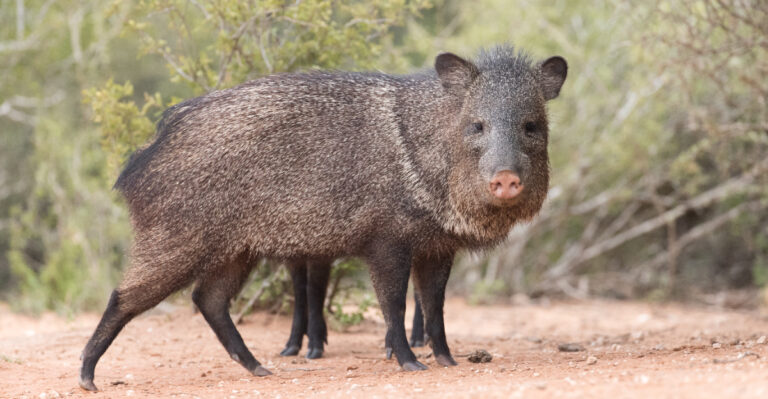 Javelinas (featured image)