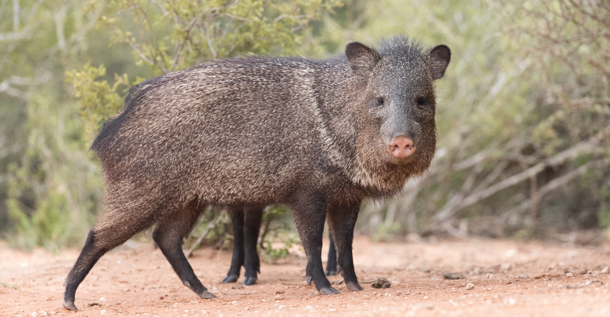 Javelinas (featured image)