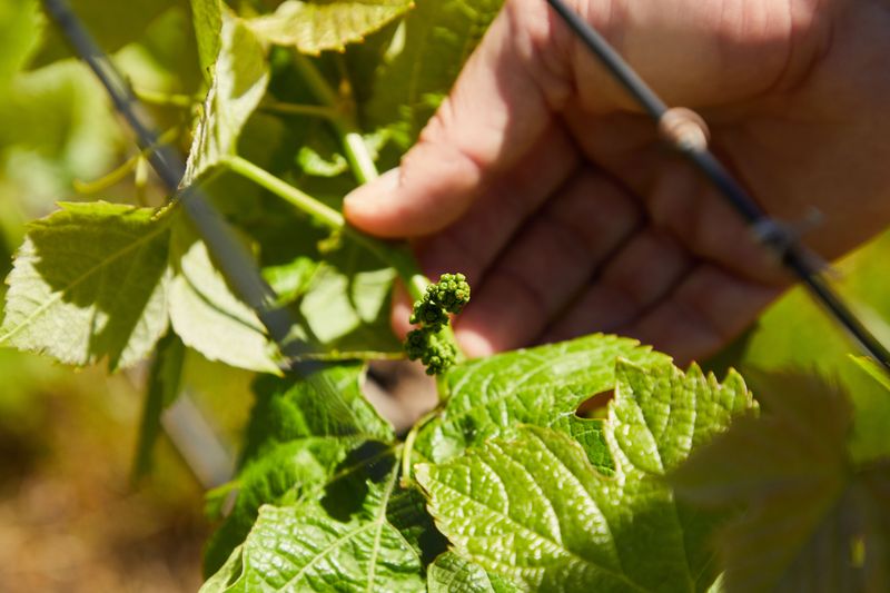 Examine Grapevines Closely Examine Grapevines Closely