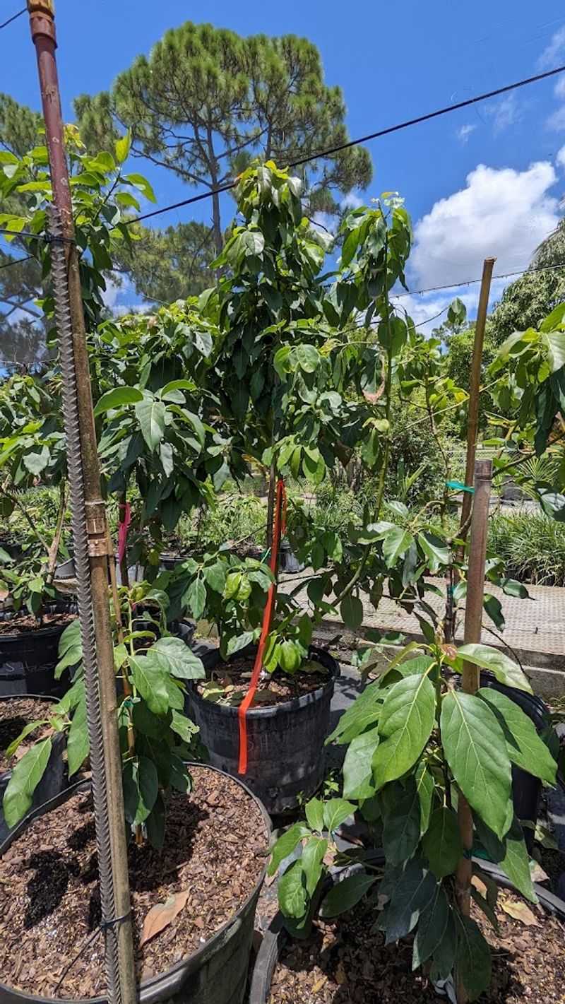 Excalibur Fruit Trees Is A Serious Stop For Tropical Fruit Collectors