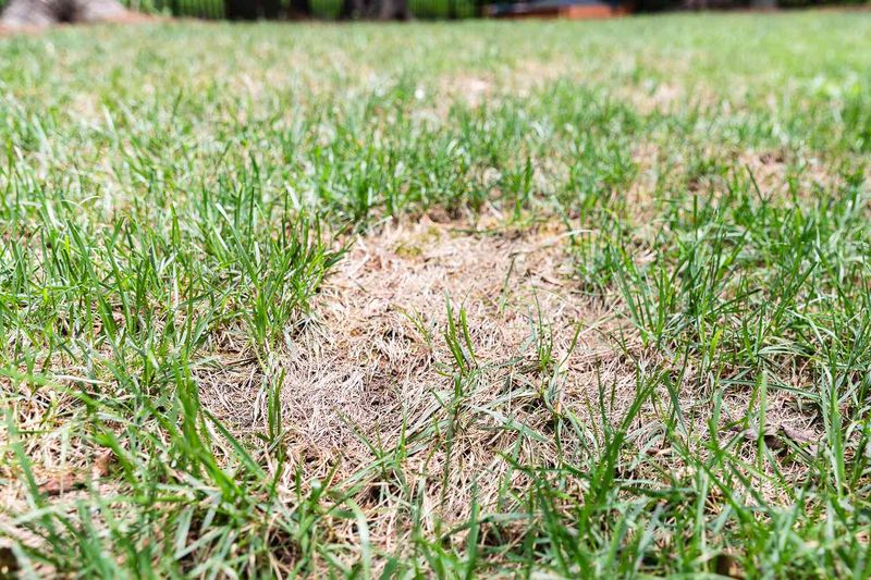 Excess Nitrogen Can Increase Lawn Stress Excess Nitrogen Can Increase Lawn Stress