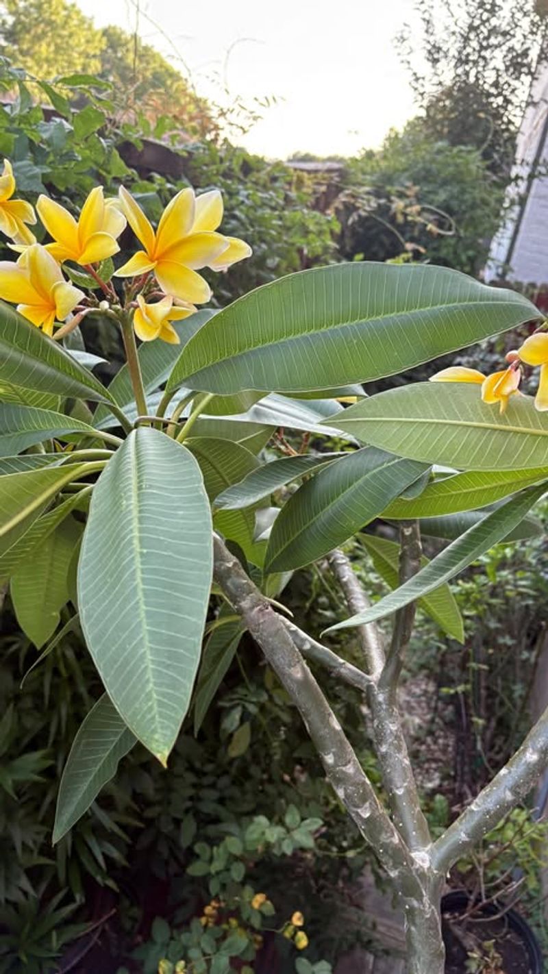 Excess Nitrogen Fertilizer Feeds Leaves But Starves Flowers Excess Nitrogen Fertilizer Feeds Leaves But Starves Flowers