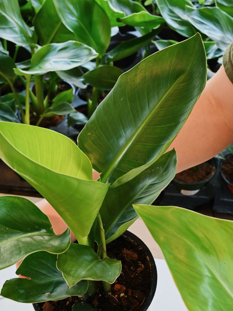 Excess Nitrogen Fertilizer