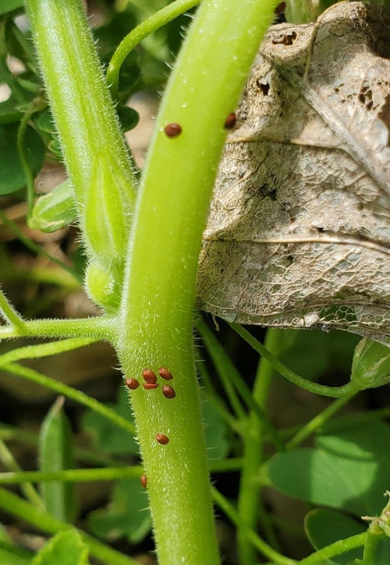 Excess Nitrogen Makes Stems Softer And Easier To Penetrate