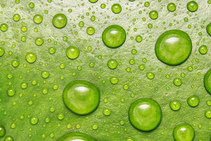 Excessive Heat Causes Stomata To Close, Halting Water Movement