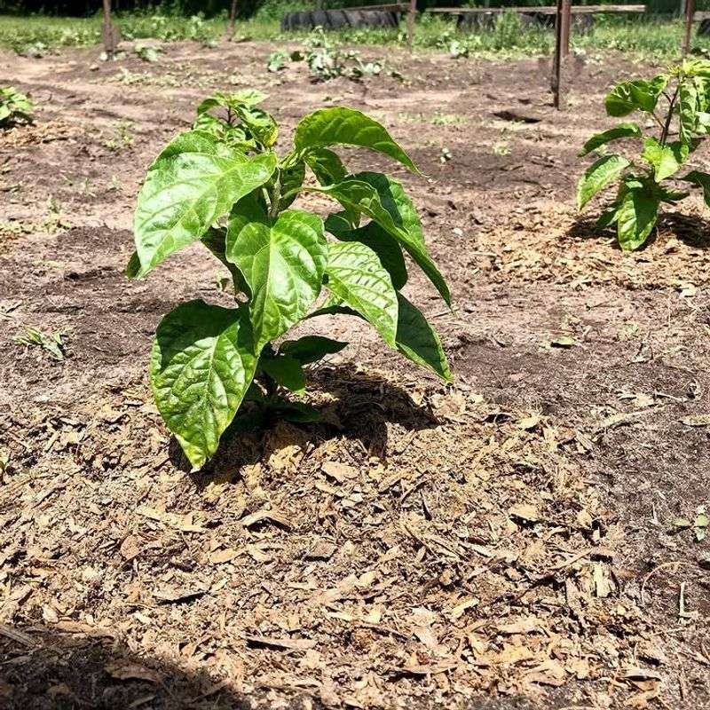 Excessive Sun On Young Buds Causes Flower Scorch