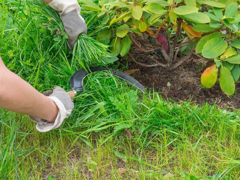 Existing Weeds Should Be Removed Before Application