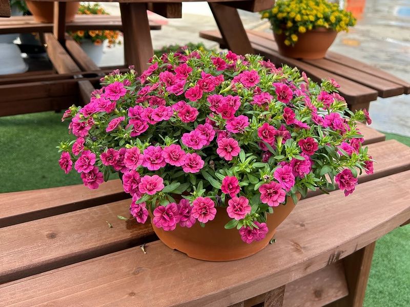 Expect Blooms From Planting Straight Through To First Frost