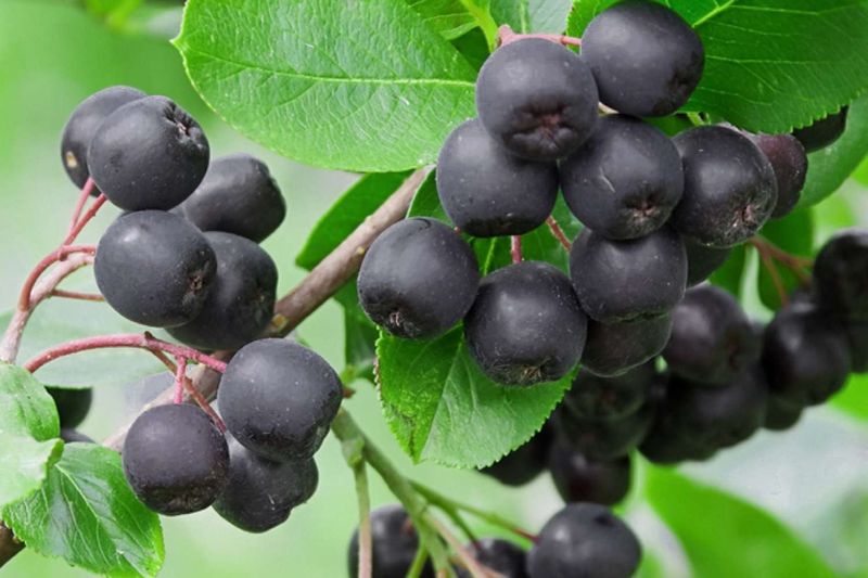 Expect Dark Berries That Birds Can Use Later