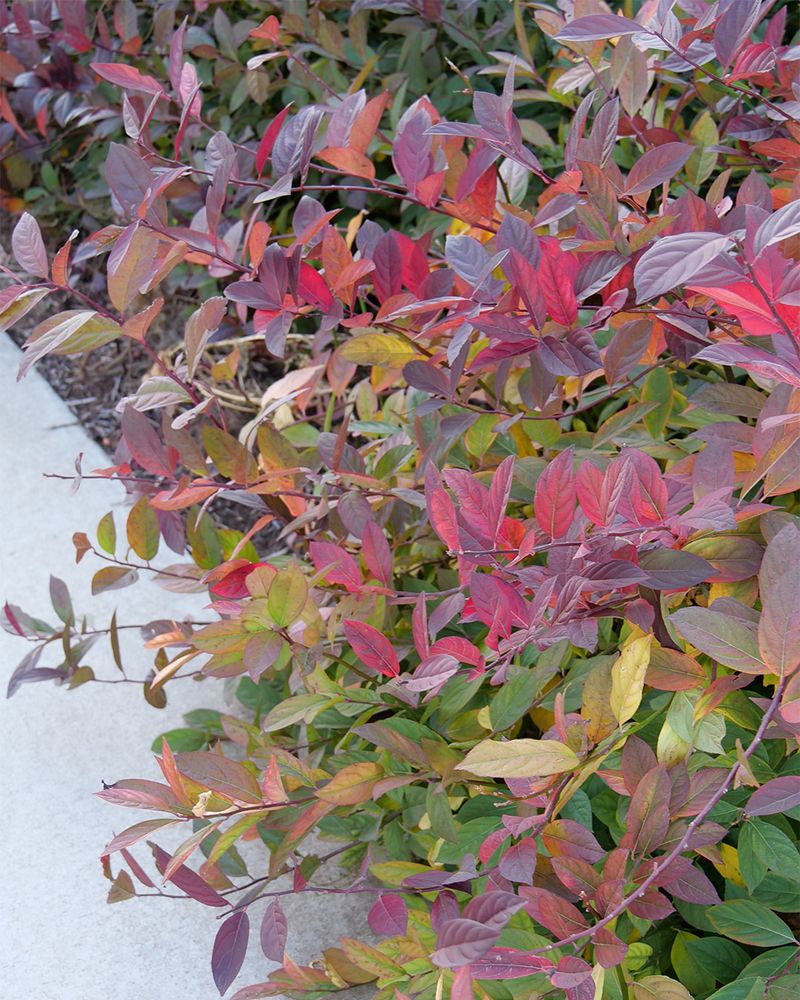 Expect Fall Color Lilacs Cannot Match