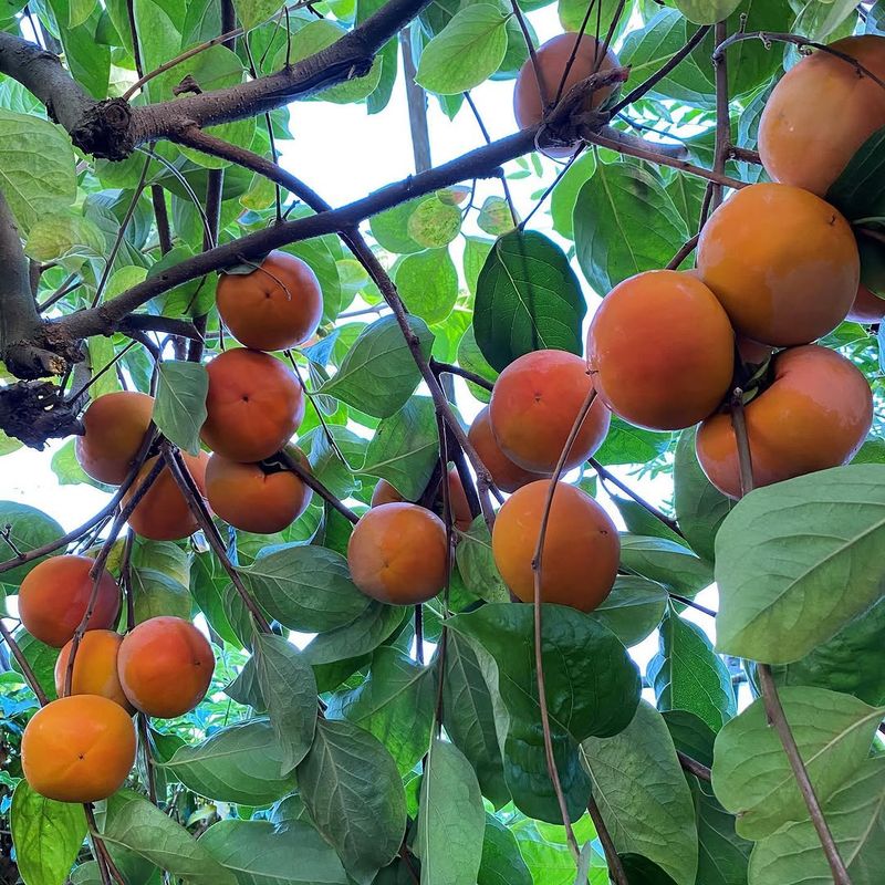 Expect Late-Season Fruit From Fuyu Persimmons
