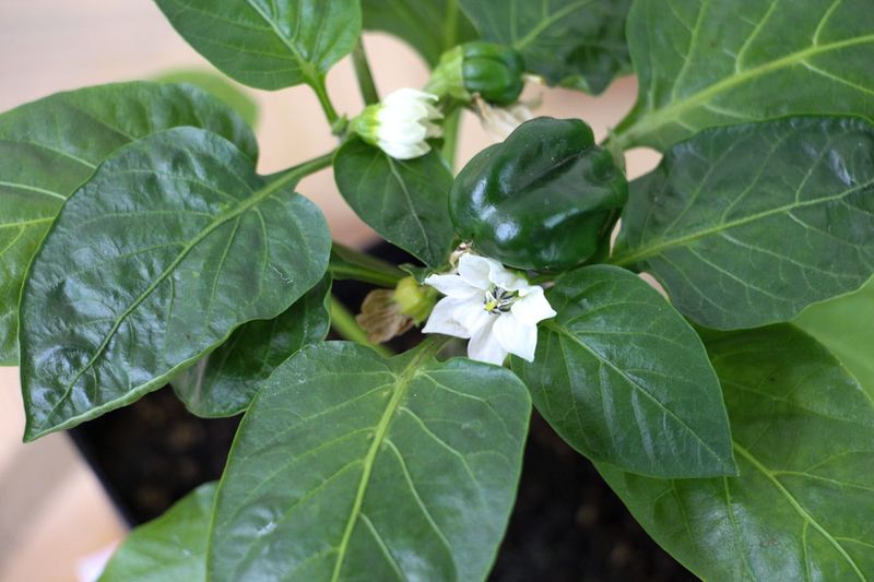 Expect New Flowers When Weather Settles Expect New Flowers When Weather Settles