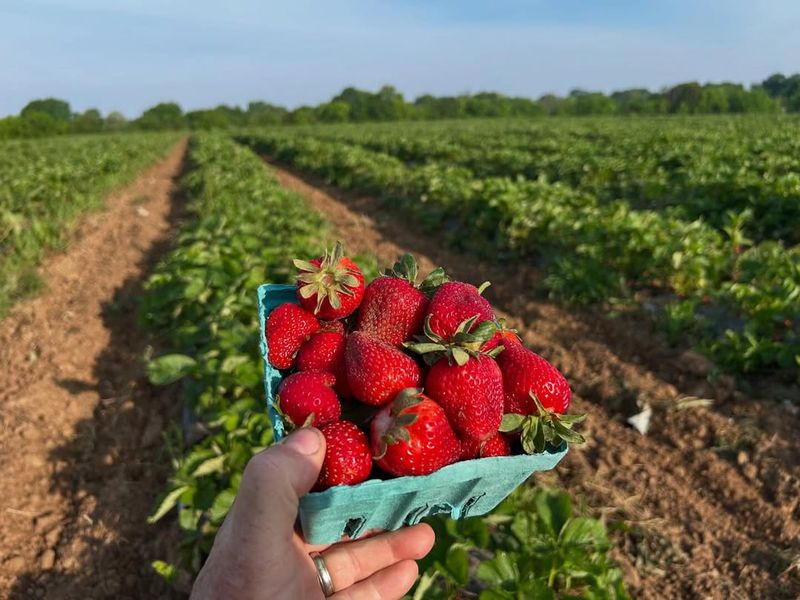 Expect Piedmont Berries In Mid To Late April