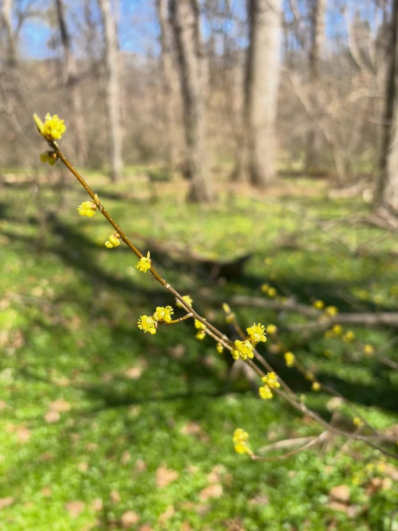 Expect Yellow Flowers Before Leaves