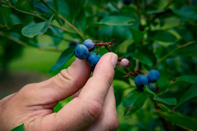 Expecting A Full Harvest In The First Year Expecting A Full Harvest In The First Year