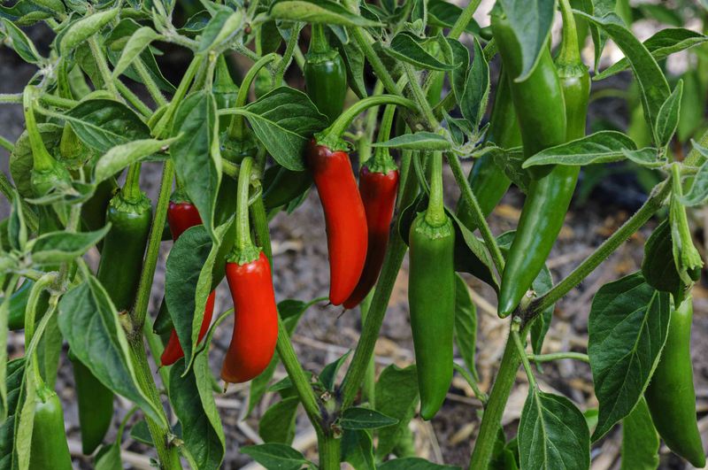 Expecting Hot Peppers To Peak At The Green Stage