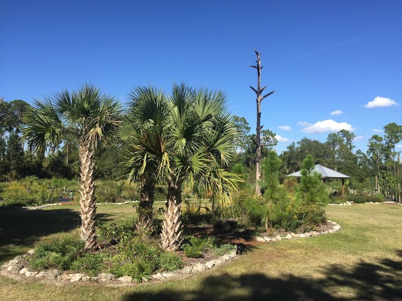 Explore Sweet Bay Nursery In Parrish Explore Sweet Bay Nursery In Parrish