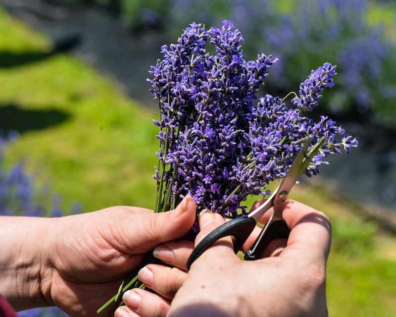 Explore The Summer Festival At Peaceful Acres Lavender Farm