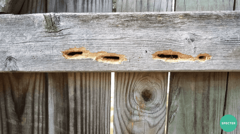Exposed Wood Offers Good Nesting Sites Exposed Wood Offers Good Nesting Sites
