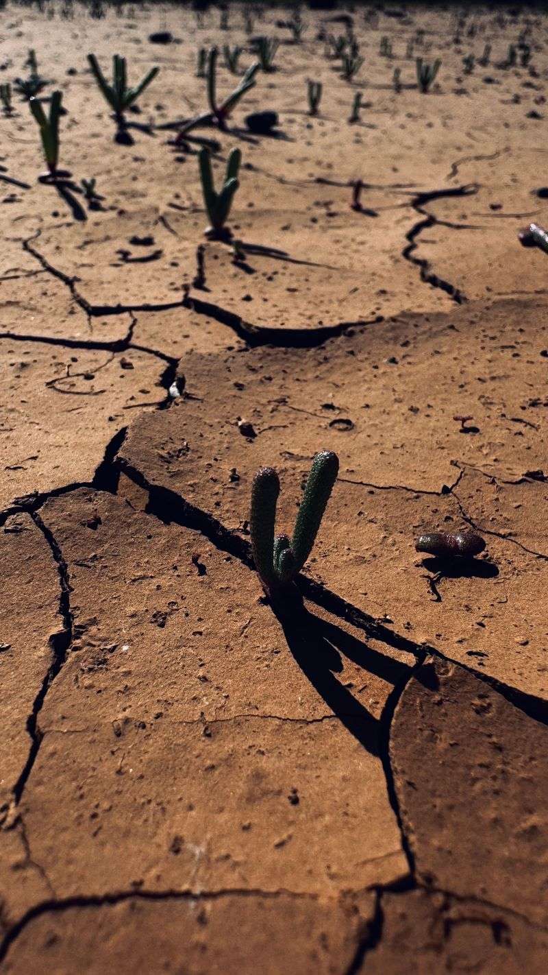 Exposes Soil Directly To Harsh Sunlight Exposes Soil Directly To Harsh Sunlight