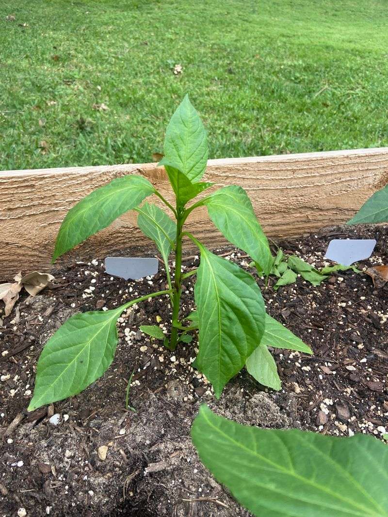 Extended Cool Spells Reduce Plant Metabolism And Growth