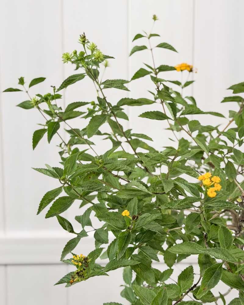 Extra Fertilizer Can Push Leaves Instead Of Blooms