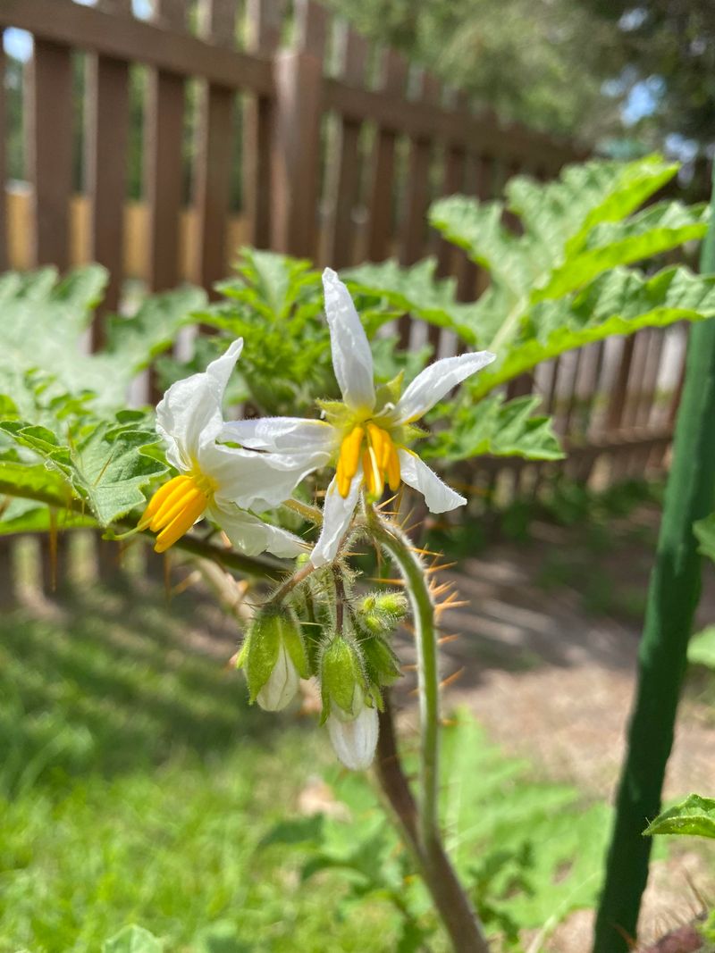 Extreme Heat Above 95°F Makes Pollen Unviable