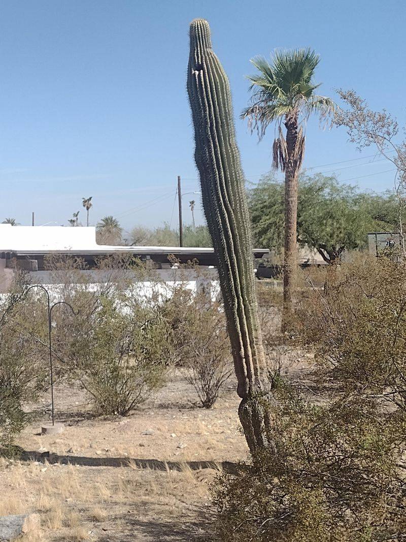 Extreme Heat And Drought Can Weaken Saguaros