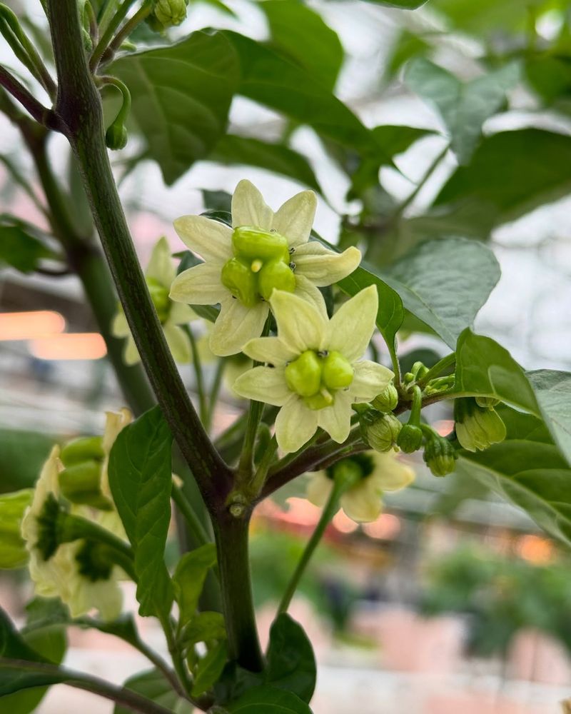 Extreme Heat Can Stop New Peppers From Forming Extreme Heat Can Stop New Peppers From Forming