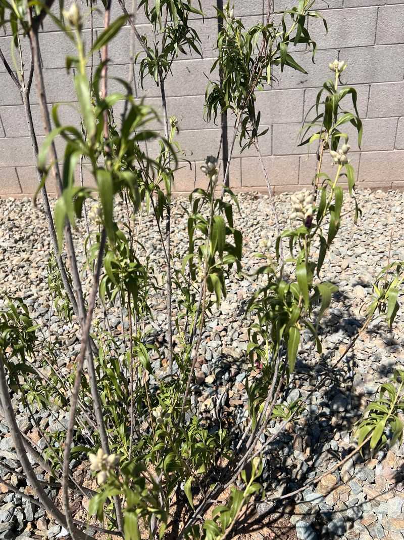 Extreme Heat Increases Water Demand Across The Root Zone Extreme Heat Increases Water Demand Across The Root Zone
