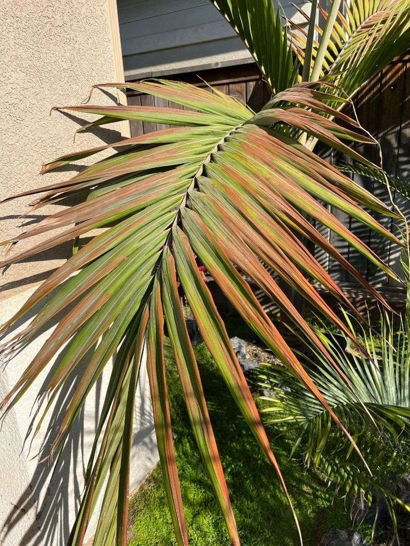 Extreme Heat Shows Up First In Palm Fronds Extreme Heat Shows Up First In Palm Fronds