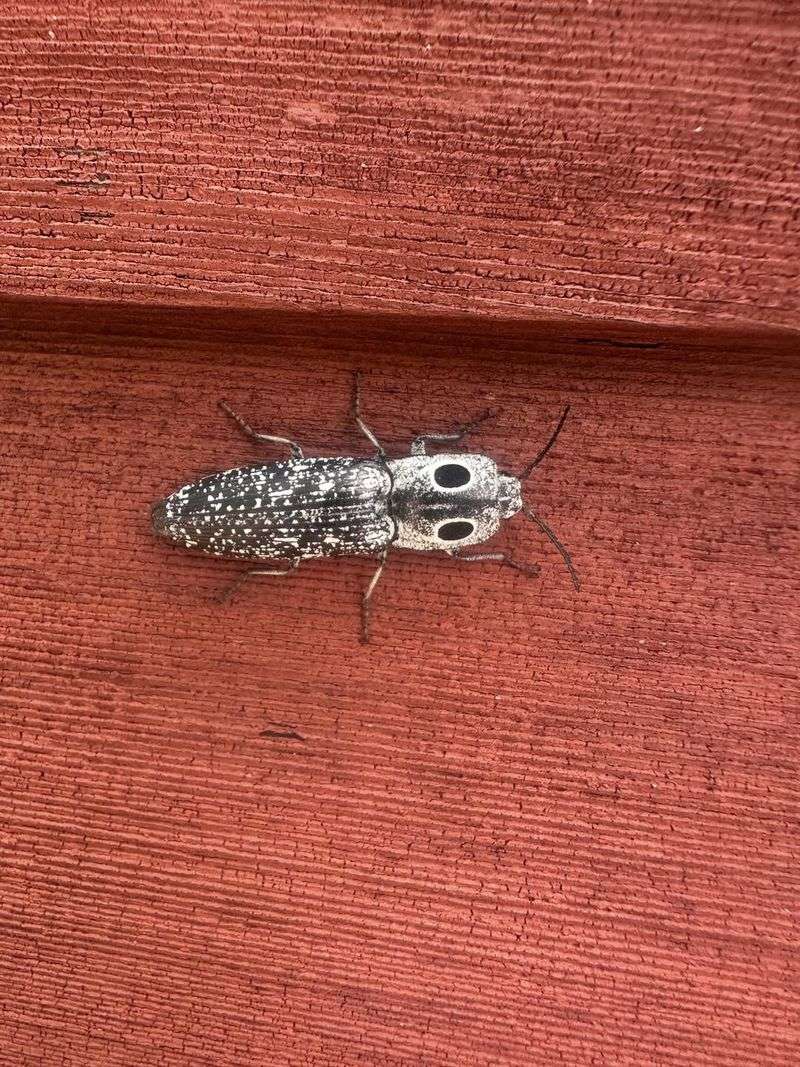 Eyed Click Beetle (Alaus Oculatus)