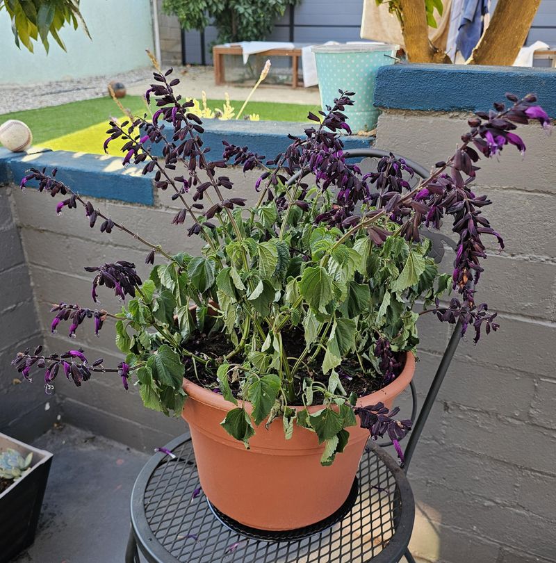 Faded Blooms May Be Part Of The Cycle