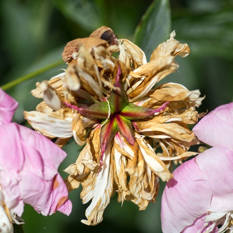 Faded Flowers And Infected Buds Can Keep Spores Around