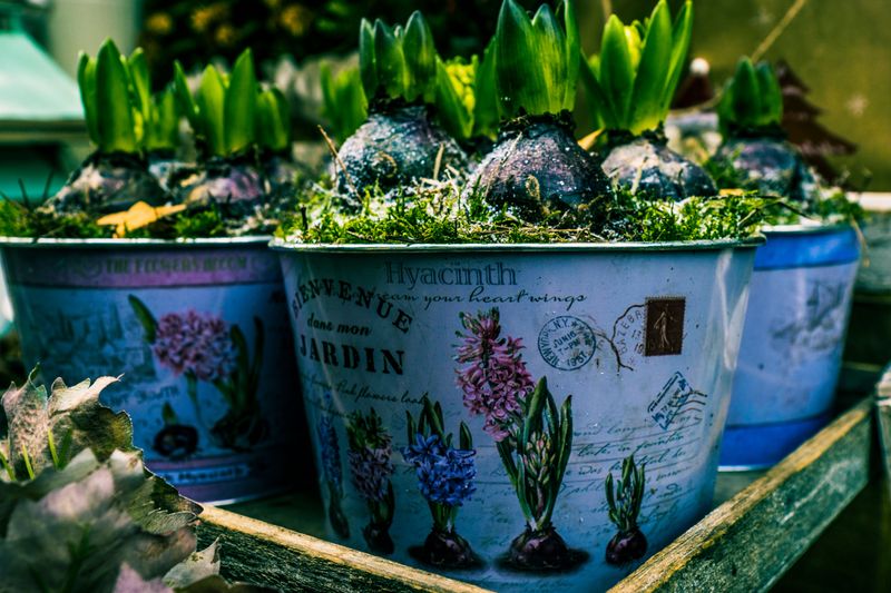 Failing To Replace Nutrients Lost To Frequent Summer Watering Failing To Replace Nutrients Lost To Frequent Summer Watering