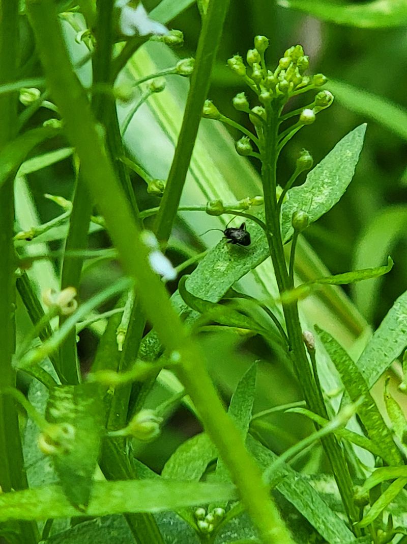 Failing To Watch For Pests Failing To Watch For Pests